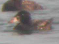 Surf Scoter